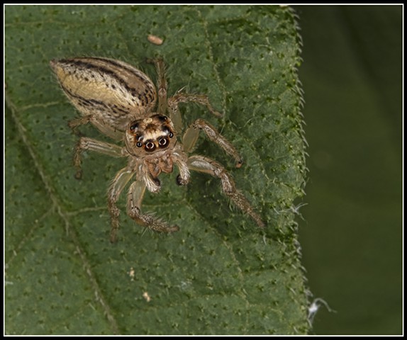 Jumping Spider Sp.