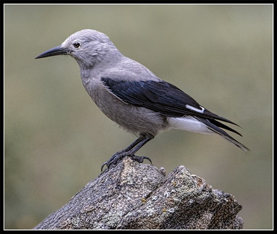 Clark's Nutcracker