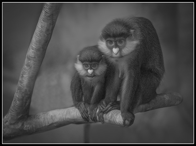 Red-Tailed Monkey