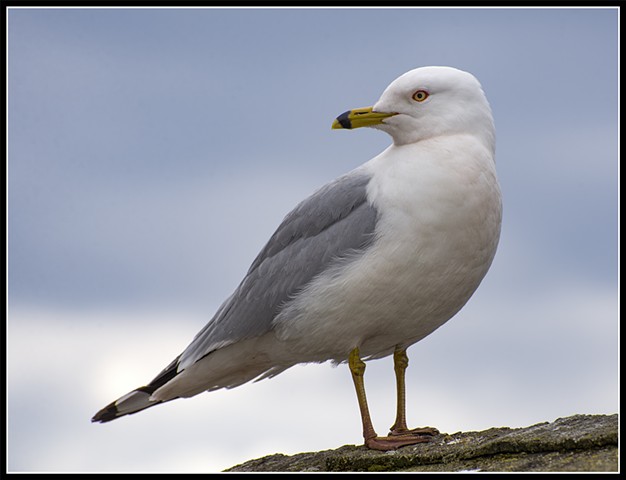 Gull