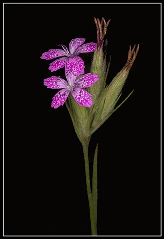 Deptford Pink
Dianthus armeria