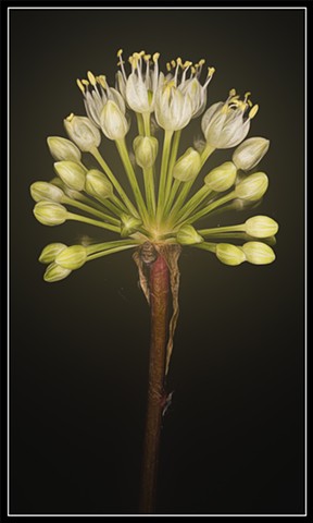 Wild Leek
Allium tricoccum