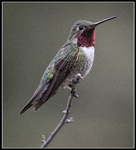 Ruby-throated Hummingbird