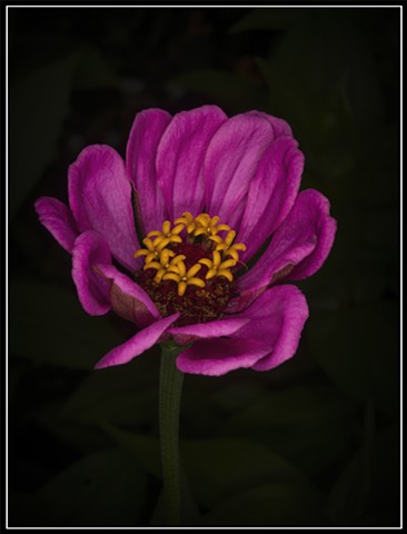 Zinnia