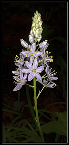 Wild Hyacinth
Camassia scilloides