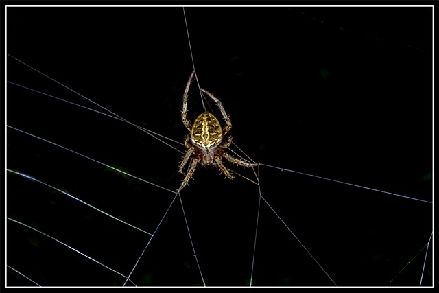 Orb Spider