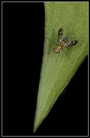 Long-legged Fly
Condylostylus sp.