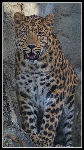Amur Leopard
Panthera pardus orientalis