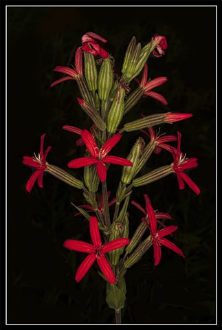 Royal Catchfly
Silene regina