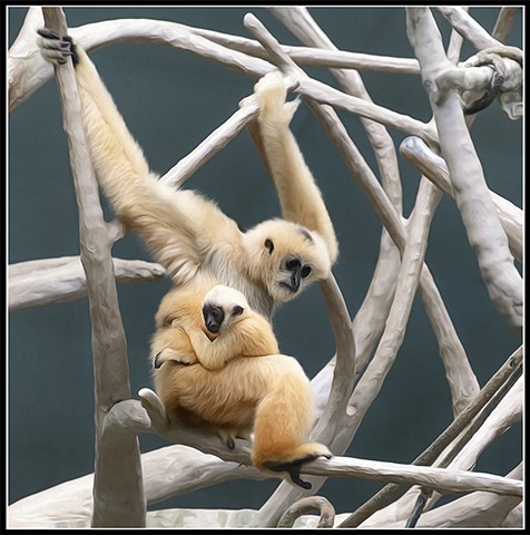 White Cheeked Gibbon
Hylobates concolor