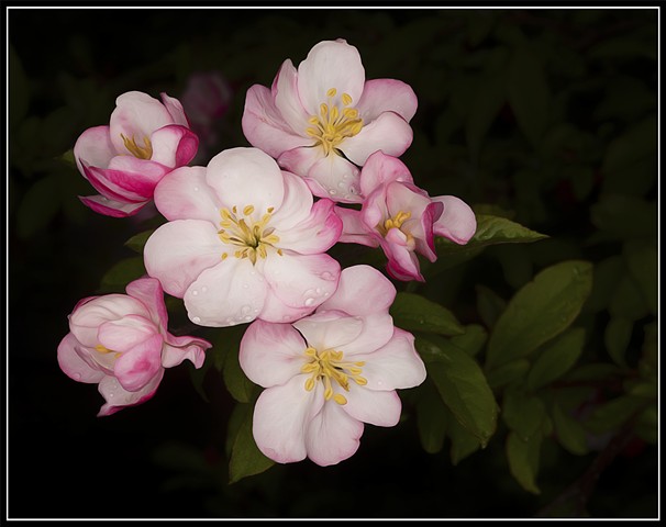 Apple Blossom