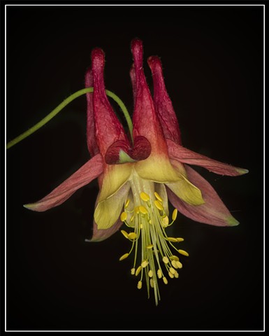 Wild Columbine