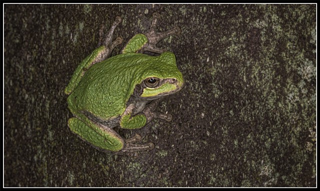 Hyla versicolor