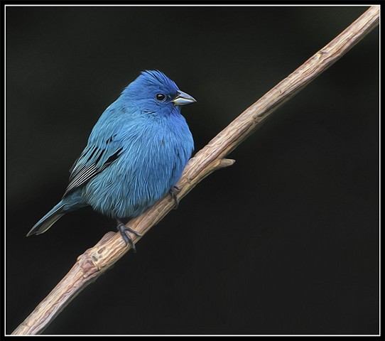 Indigo Bunting
Passerina cyanea