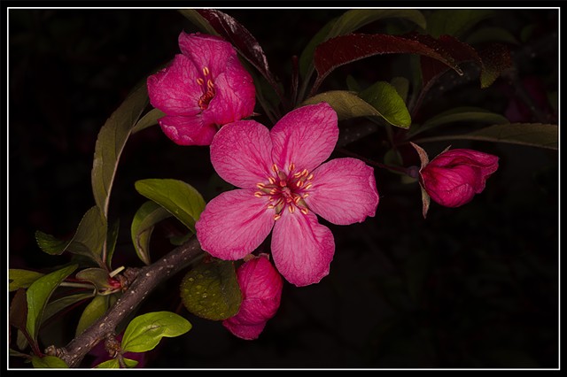 Crab Apple