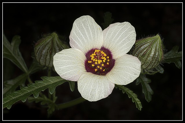 Flower-Of-An-Hour
Hibiscus trionum