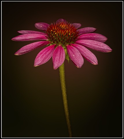 Echinacea purpurea 