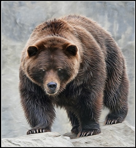 Grizzly Bear
Ursus arctos