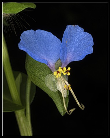 Dayflower
Commelina erecta