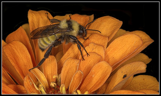 Yellow Bumble Bee
Bombus fervidus