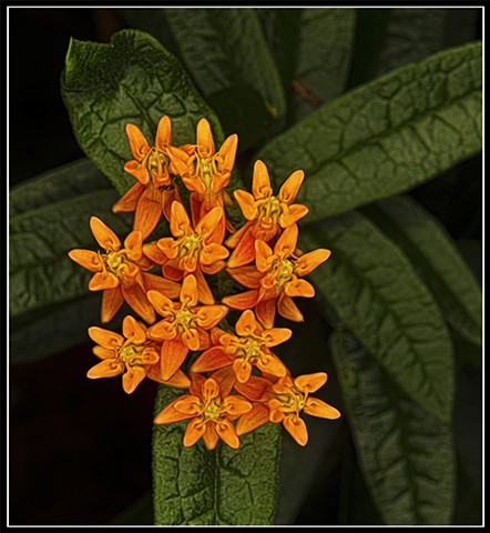 Asclepias tuberosa