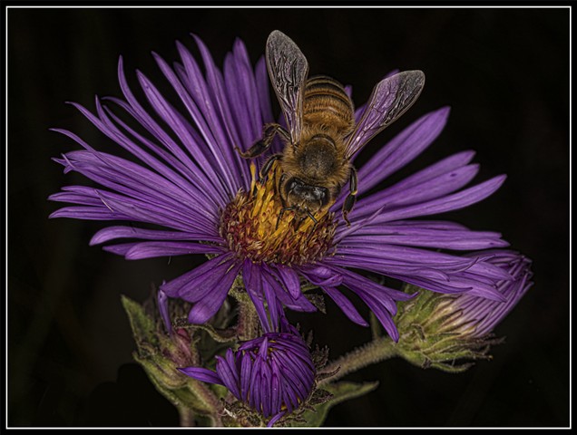Honey Bee
Apis mellifera