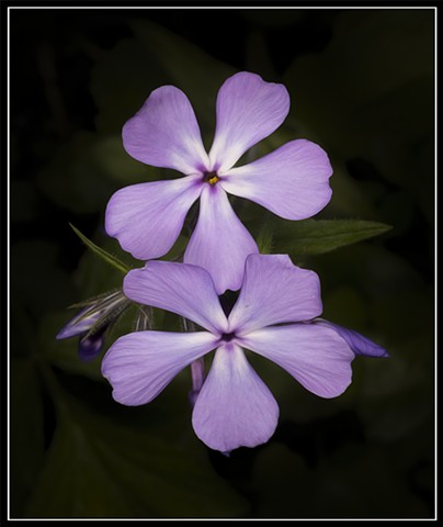 Phlox pilosa