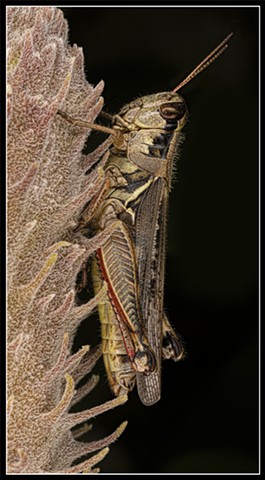 Melanoplus femurrubrum
Red-Legged Grasshopper