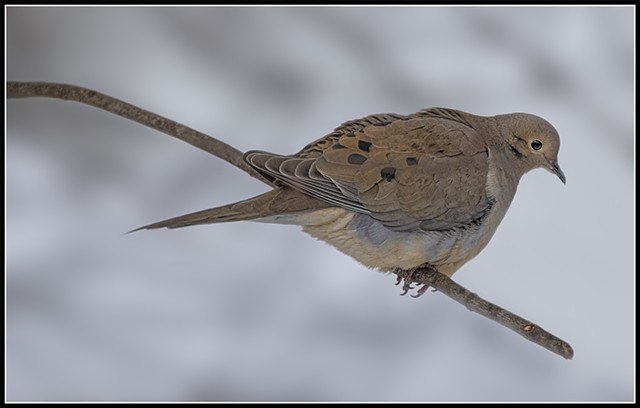 Morning Dove