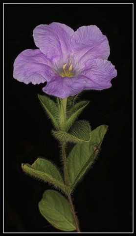 Wild Petunia
Ruellia humilis