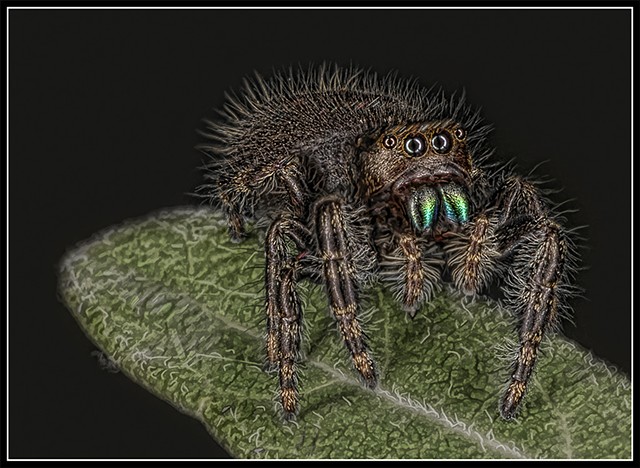 Jumping Spider