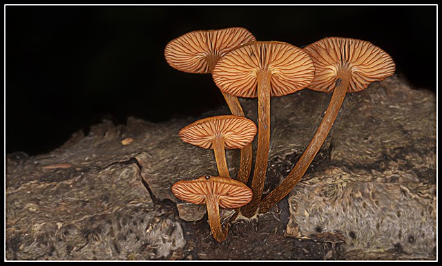 Basidiomycetes