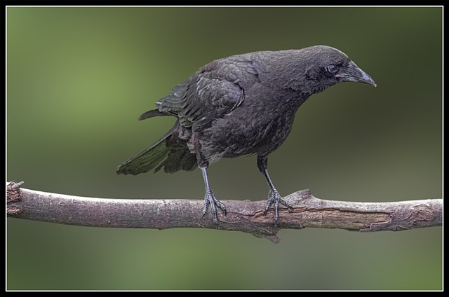 American Crow
Corvus brachhyrhynchos