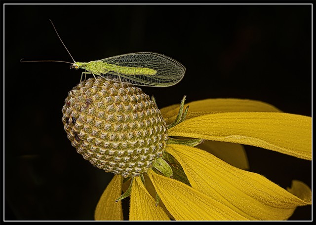 Green Lacewing