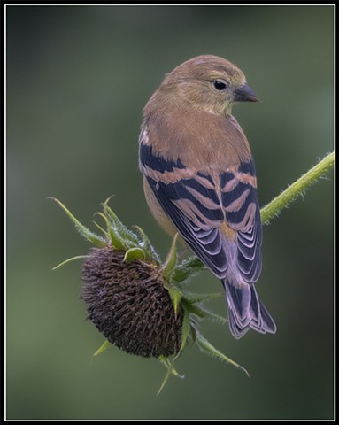 American goldfinch
Spinus trusts