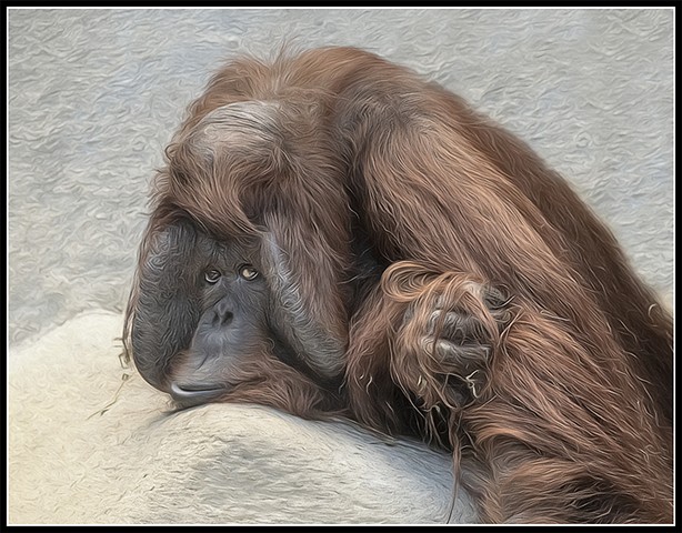 Bornean Male Orangutan