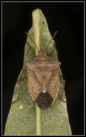 Stink Bug
Banasa dimiata 