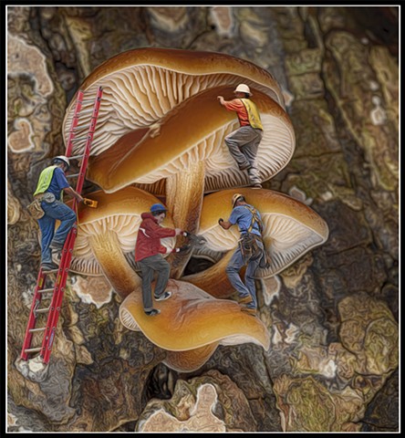 Mushroom Harvest