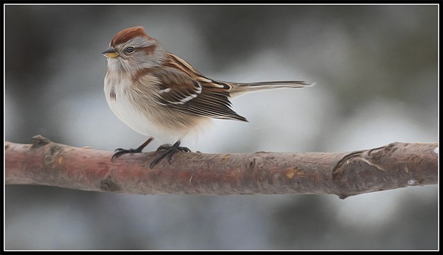 Spiezella arboreta
American Tree Sparrow