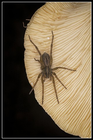 Thin-legged Wolf Spider
Pardosa sp.