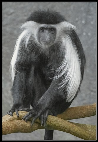 Black-and-White Colobus Monkey