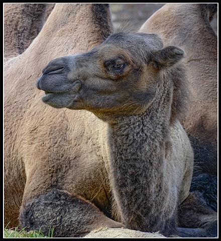 Camel