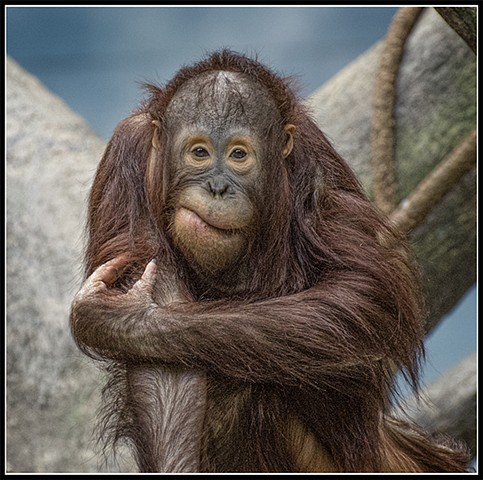  Orangutan