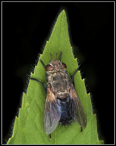 Early Tachinid Fly
Epalpus signifier