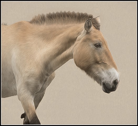 Przewalski's Horse
Equus fetus przewalskii
