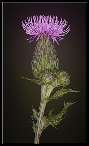 Canada Thistle
Cirsium arvense