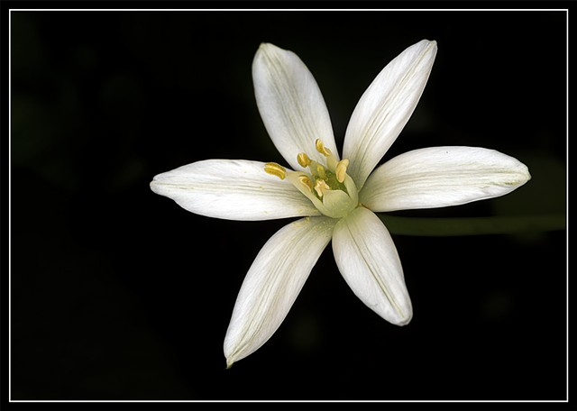 Star of Bethlehem
Ornithoglalum umbellatum