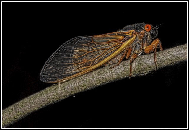 17-Year Periodical Cicada