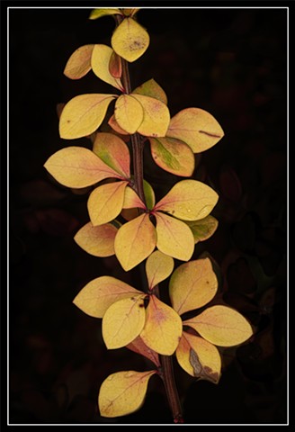 Berberis thunbergii