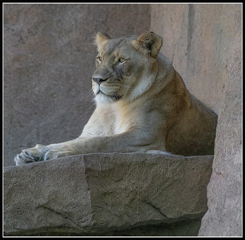 Lioness
Panthera Leo